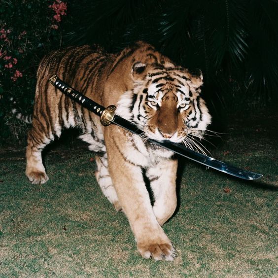tiger